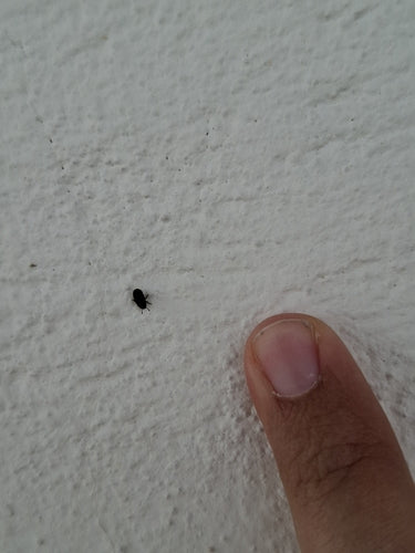 Schorskever Scolytina — Bild 2