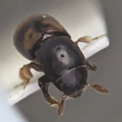Schorskever — Bild 3