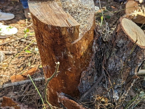 Borkenkäfer - Bild 3