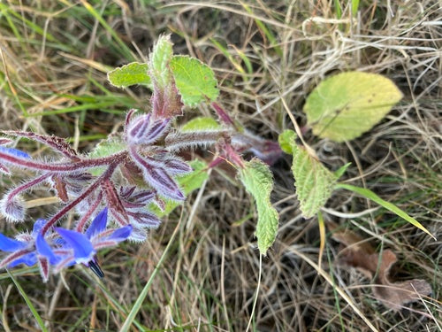 Bernagie — Bild 2