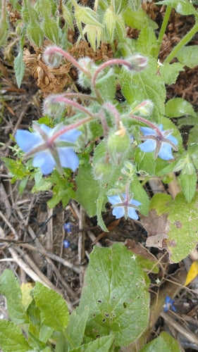 Bernagie — Bild 5