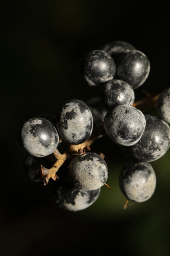 Botrytis (grijze schimmel) — Bild 1