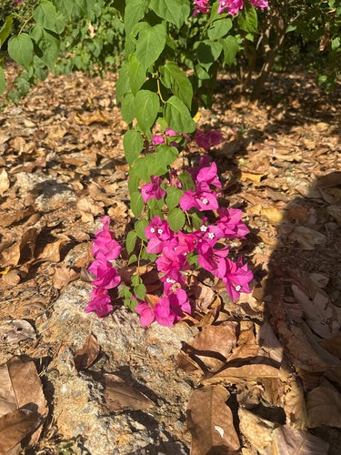 Bougainvillea — Bild 4