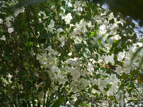 Bougainvillea — Bild 5