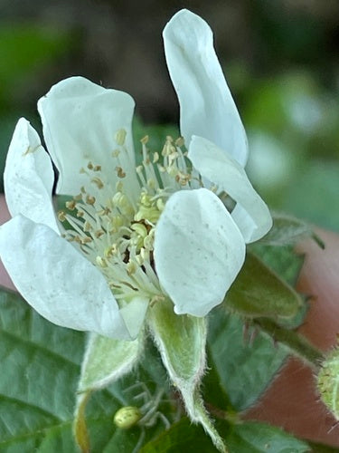 Boysenbes — Bild 4