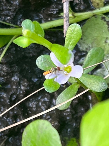Brahmi — foto 5 van 8