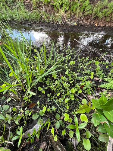 Brahmi — foto 4 van 8