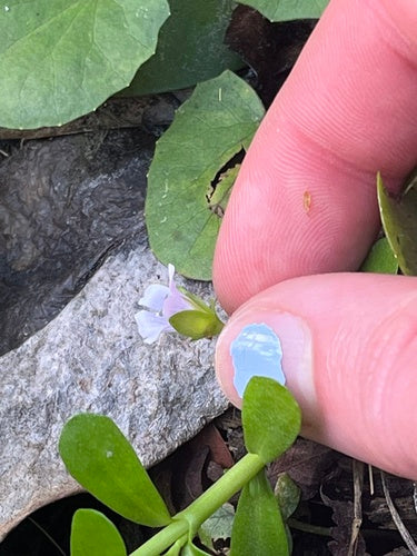 Brahmi — foto 3 van 8