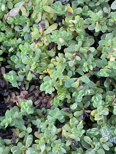 Brahmi — foto 2 van 8