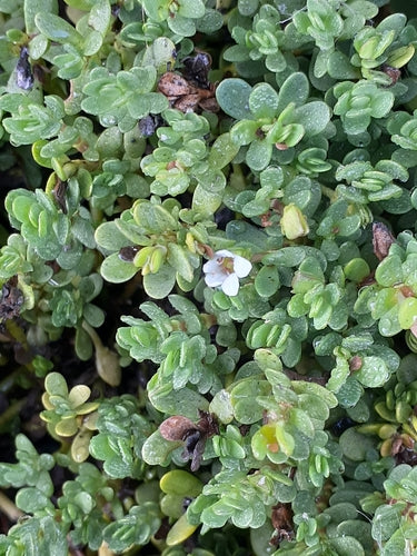 Brahmi — foto 1 van 8