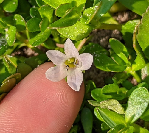 Brahmi — Bild 2