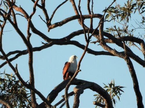 Brahmaanse wijding — foto 5 van 9
