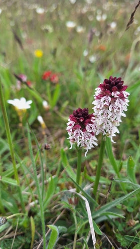 Verbrande orchidee — Bild 5