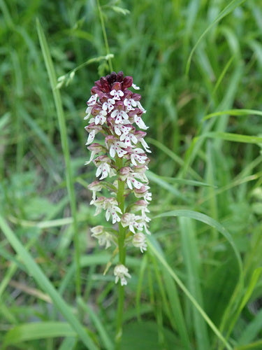 Verbrande orchidee — Bild 4