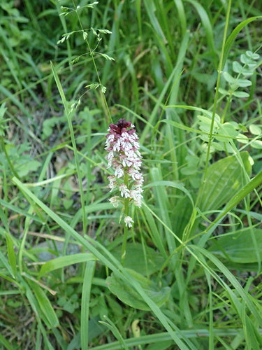 Verbrande orchidee — Bild 3