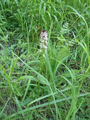 Verbrande orchidee — Bild 2