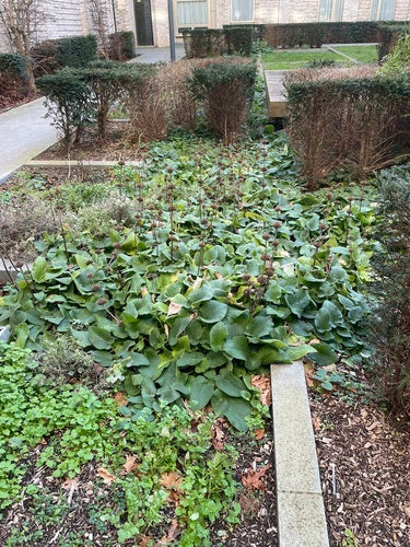 Wilgenroosje — Bild 5