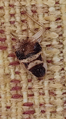 Bruinbandkakkerlak — Bild 3