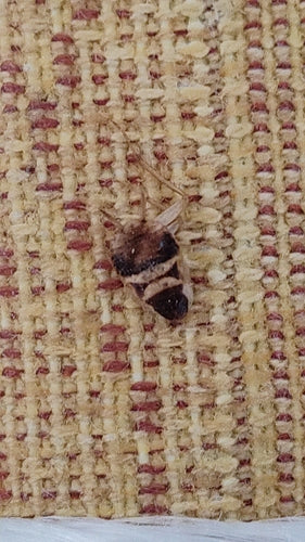 Bruinbandkakkerlak — Bild 2