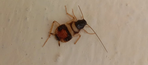 Bruinbandkakkerlak — Bild 5