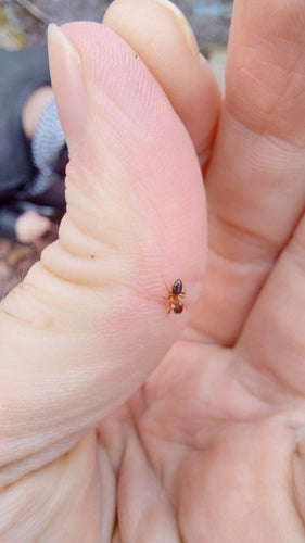 Braune Holzameise - Bild 8