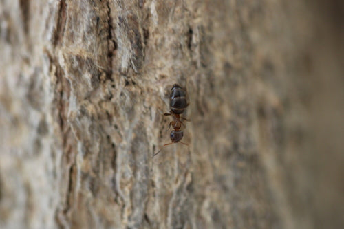 Braune Holzameise - Bild 4