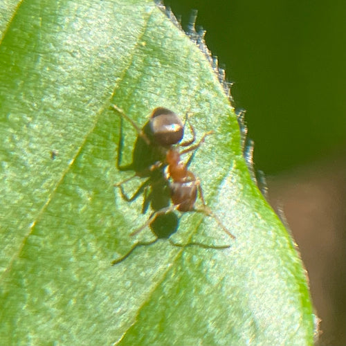 Braune Holzameise - Bild 5