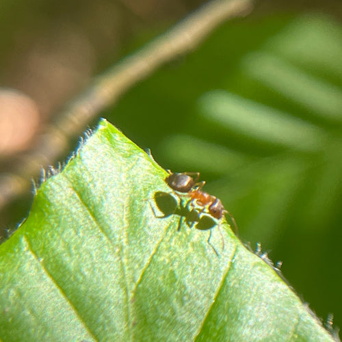Braune Holzameise - Bild 6
