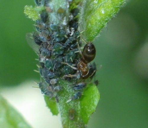 Braune Holzameise - Bild 7