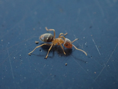 Braune Holzameise - Bild 1