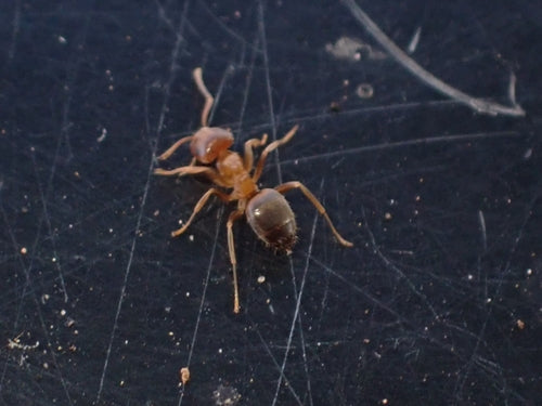 Braune Holzameise - Bild 2