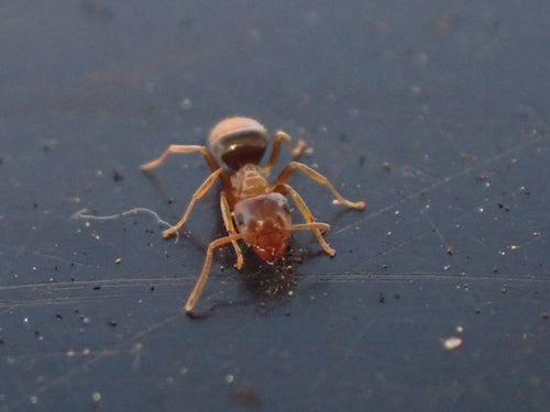 Braune Holzameise - Bild 3