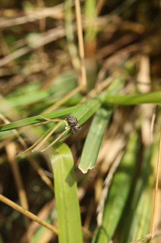 Bruine springspin — Bild 5