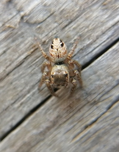 Bruine springspin — Bild 3