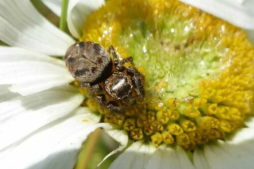 Bruine springspin — Bild 2