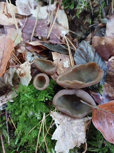 Bruine cupling — foto 5 van 8