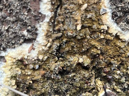 Bruine kelderrot — Bild 2