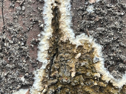 Bruine kelderrot — Bild 1