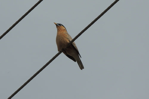 Bruinkopspreeuw — foto 4 van 9