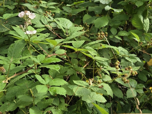 Bramen — Bild 5