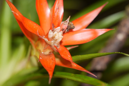 Bromelia's — Bild 5
