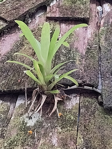 Bromelia's — Bild 1