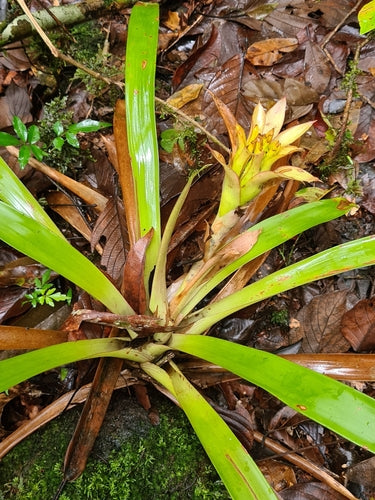 Bromelia's — Bild 3