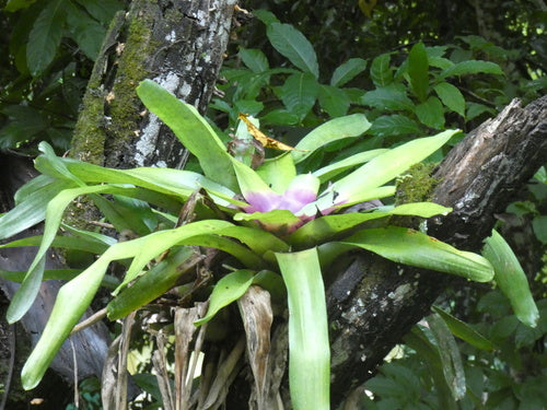 Bromelia's — foto 5 van 8