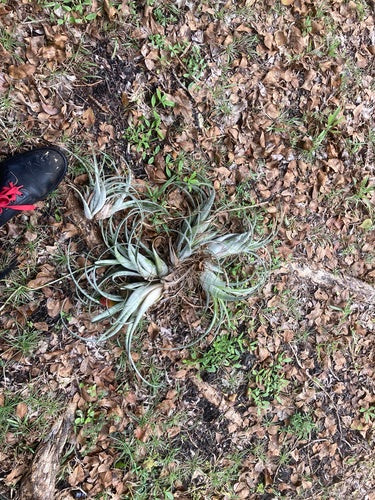Bromelia's — foto 1 van 8