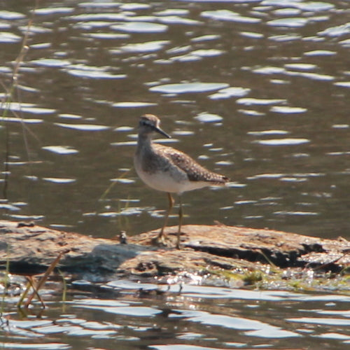 Houten strandloper — Bild 2