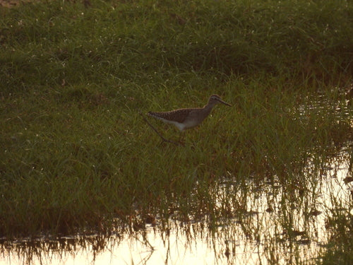Houten strandloper — Bild 4