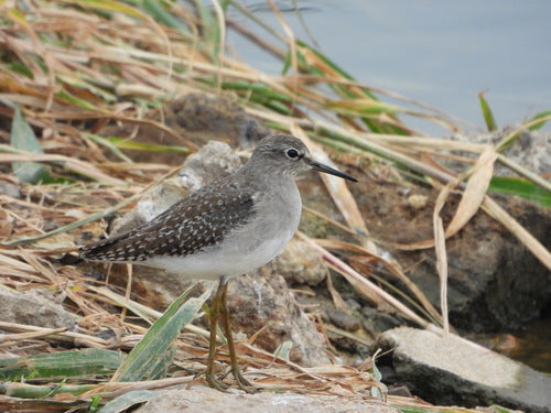 Houten strandloper — Bild 3