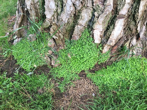 kortgeknipt haar — Bild 2
