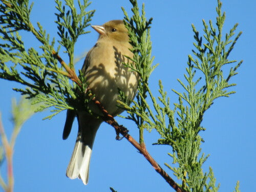Vink — Bild 2